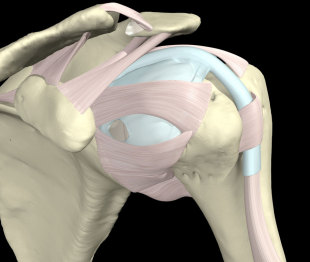 The ligaments of the shoulder joint